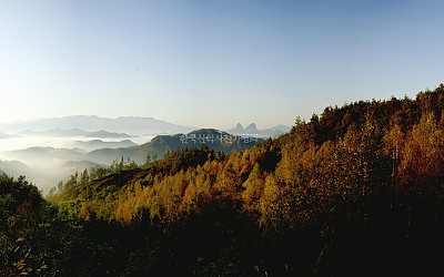 마이산자작나무숲