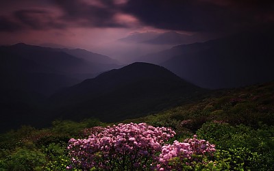 만복대 철쭉