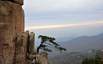 명품 소나무찾기