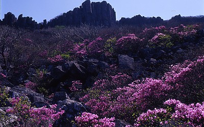 무등산의 봄