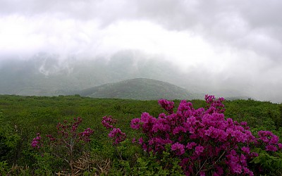 무등산 철죽.