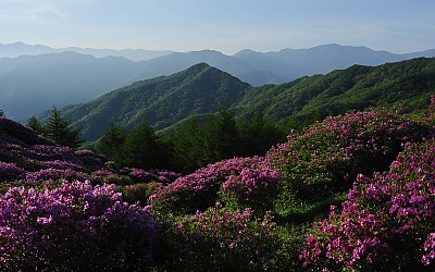 지리산 능선을 타고 넘을 듯한 철쭉향연