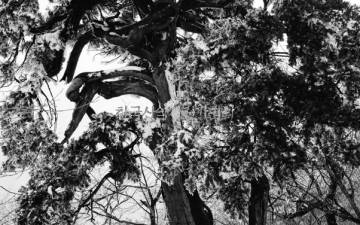 오대산 비로봉의 주목 과 상고대