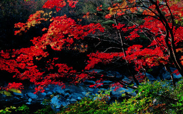 반선계곡의 가을