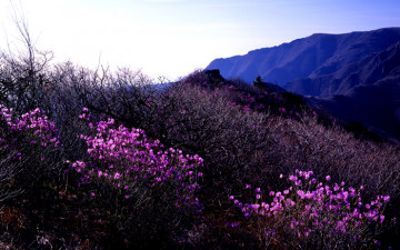 영남알프스 배내봉입니다
