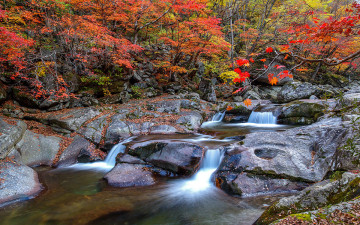 심원계곡 수달래