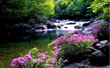 몇주 있으면 볼 뱀사골 철쭉