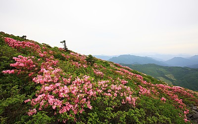 함백산의 철쭉