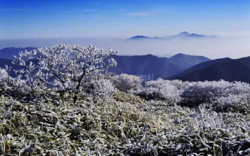 덕유산 산죽의 서리