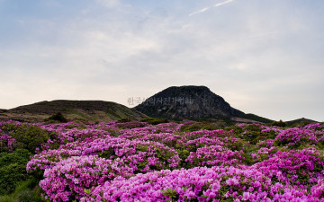 철쭉은 만개하였는데..