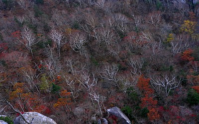 설악의 단풍.