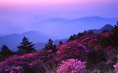 지리산의 봄