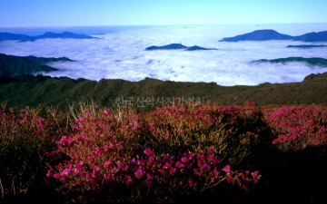 남부 능선의 진달래 꽃