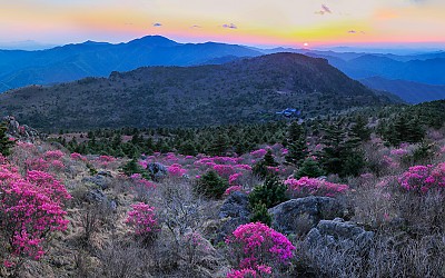 지리산 진달래