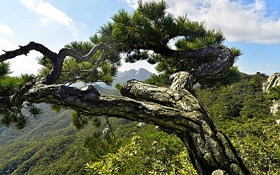 소나무속의 북한산