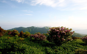 소백산철죽
