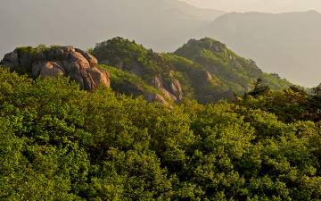 안개속 속리산 신록