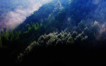 안개와  빛이지나는 길목.