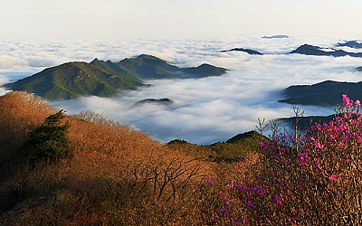 운장산 진달래