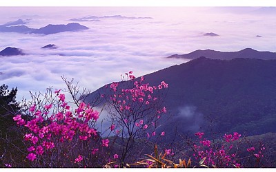 운장산진달래