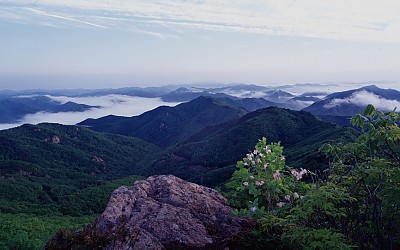 철죽과 운해^^