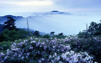 지리산의 봄,