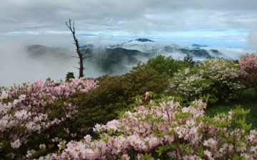 제석봉 철쭉  1탄
