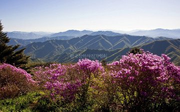 덕유산 진달래