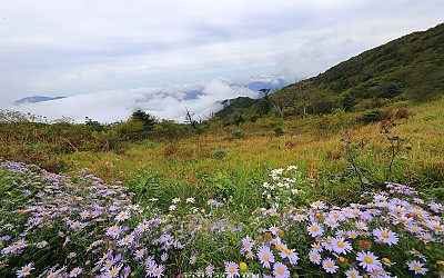 지리산 구절초