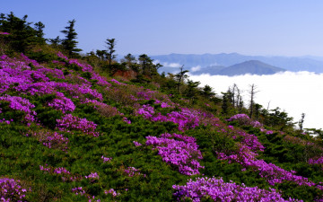 눈잣나무와 진달래