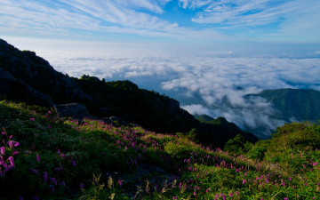 천왕봉의 산오이풀