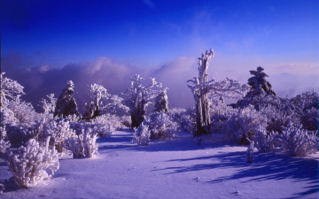 전년도  태백에서