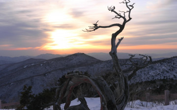 태백산의 고사목