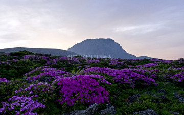 한라산철쭉 2