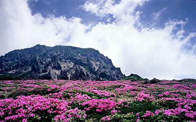 한라산 철죽
