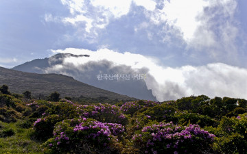 한라산철쭉