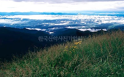 노란 마타리가 있는 풍경
