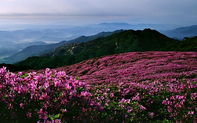 황매산