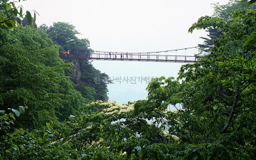 층층나무꽃 필적에...