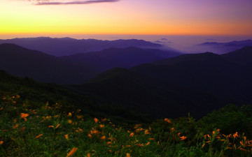  지리산의,美 (夏)