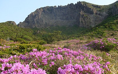 한라산 철쭉