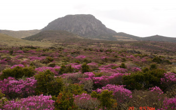 한라산 진달래