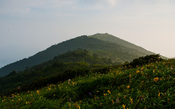 덕유산 원추리!