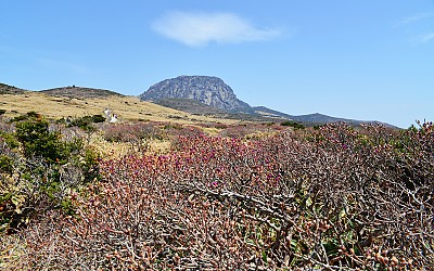 한라산진달래