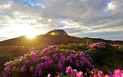 한라산철쭉
