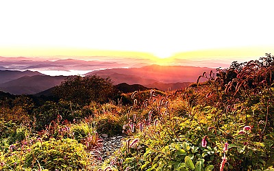 산오이풀