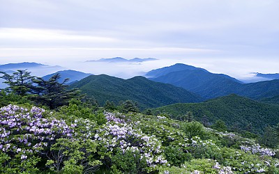 반야봉 철죽