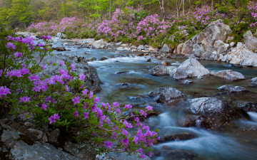 뱀사골 산채식당