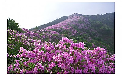 봉화산 철죽