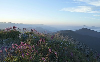 산오이풀 끝물